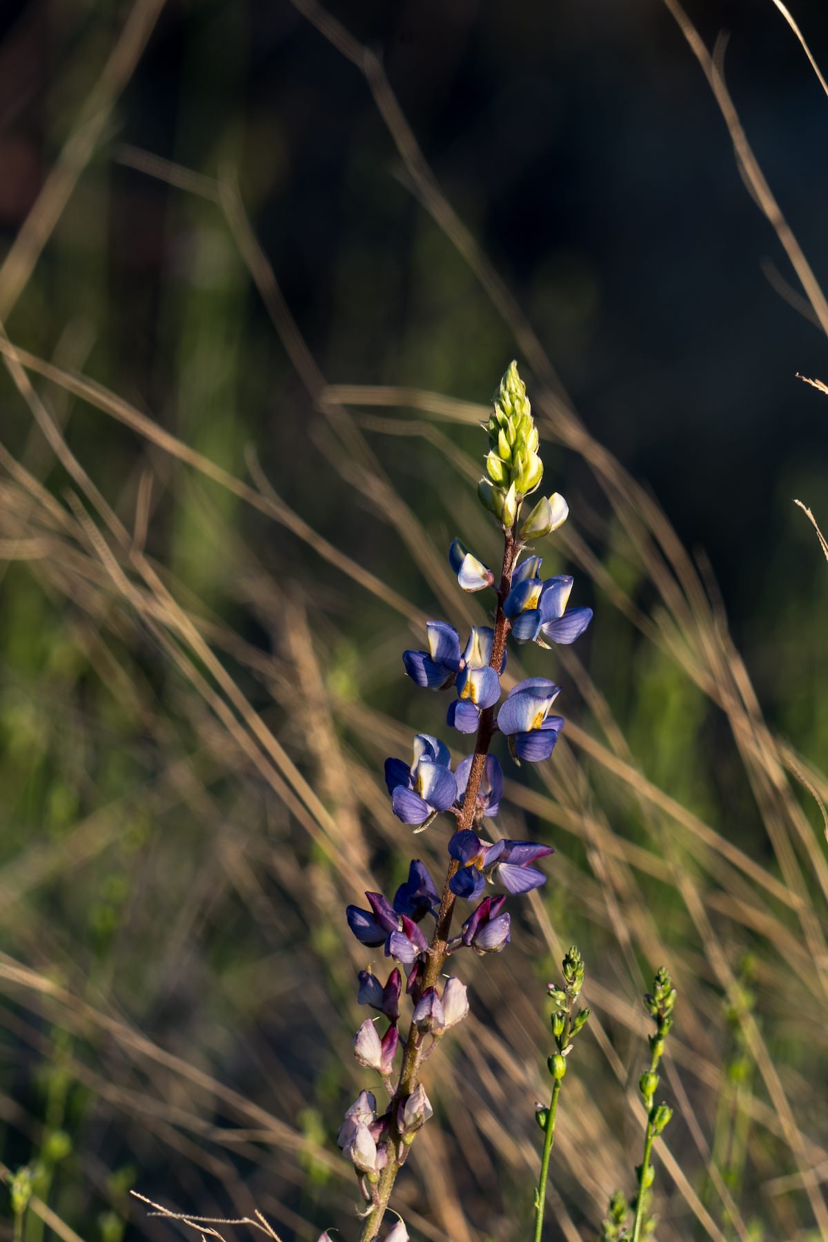 2016 February Lupine in Catalina State Park