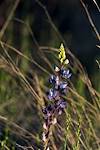 2016 February Lupine in Catalina State Park