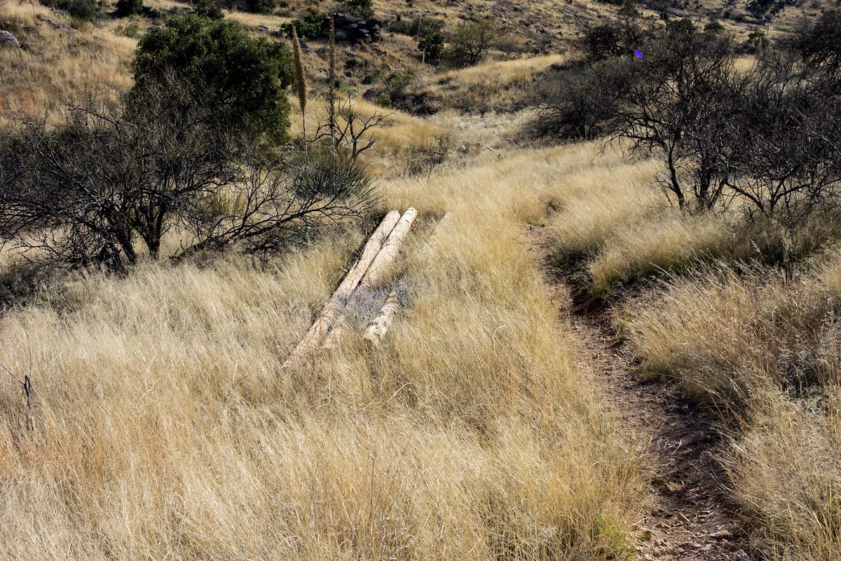 2016 February Old Power Poles along the Soldier Trail