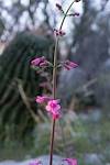 2016 February Penstemon in Catalina State Park