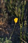 2016 February Poppy in Catalina State Park
