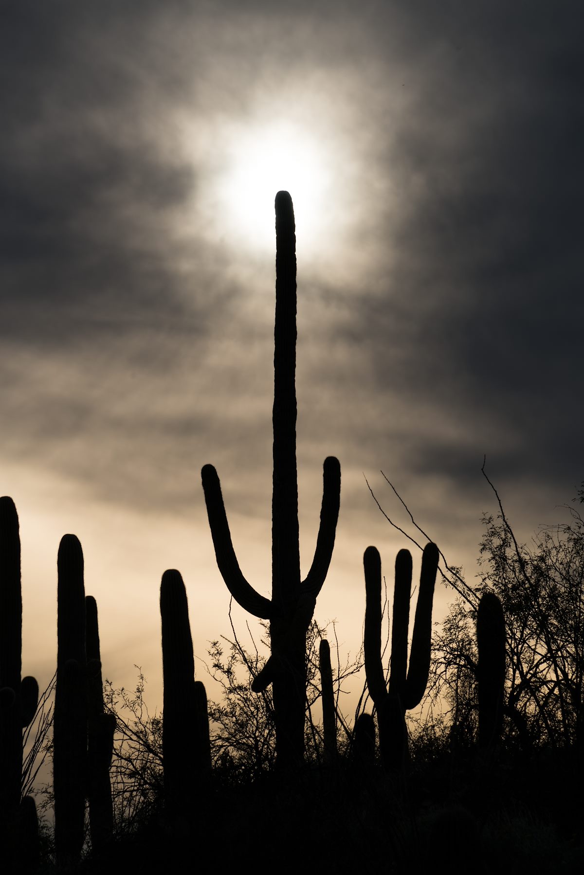 2016 February Saguaro And Sun