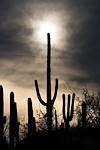 2016 February Saguaro And Sun