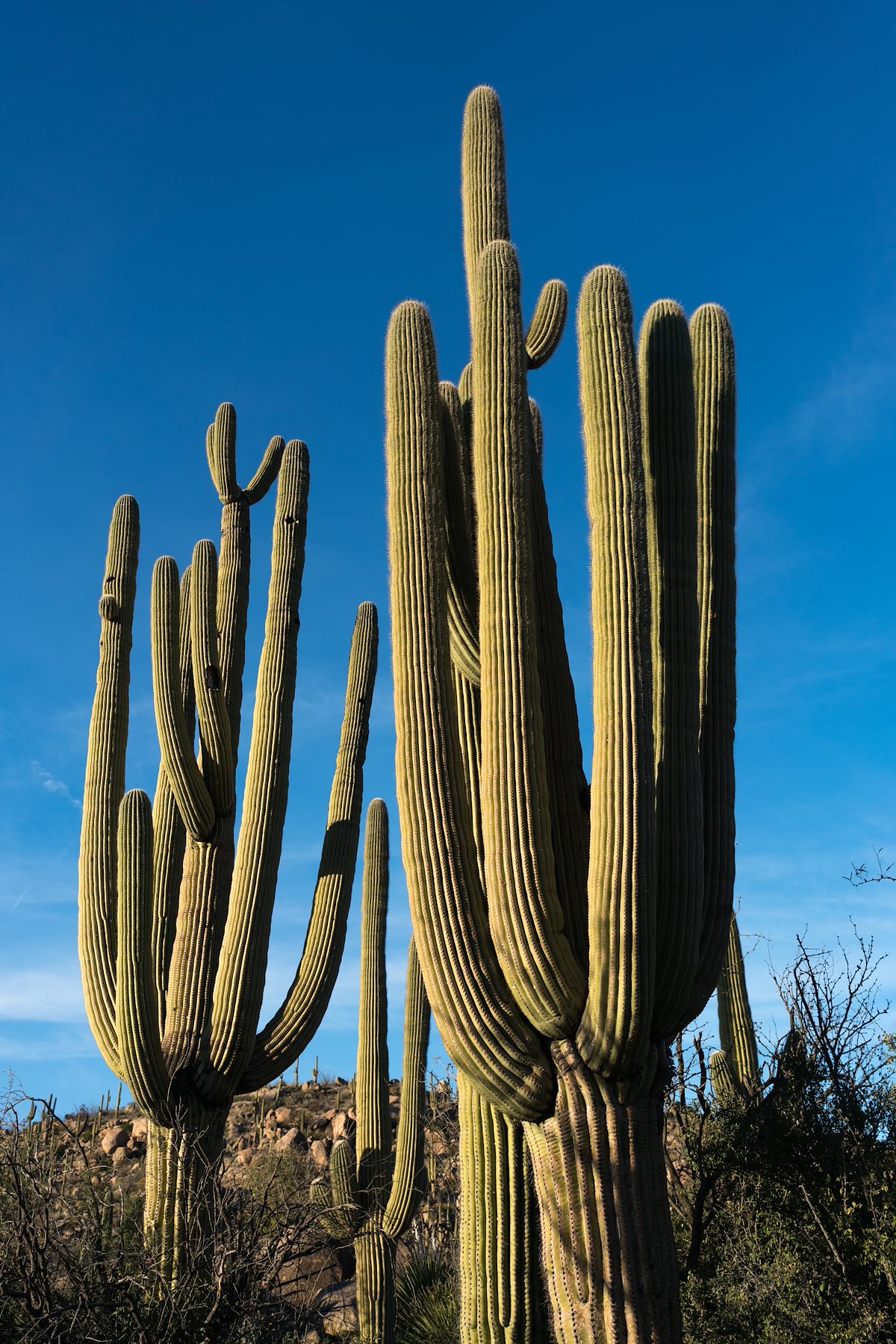 2016 February Saguaros off the Baby Jesus Trail 01