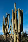 2016 February Saguaros off the Baby Jesus Trail 01