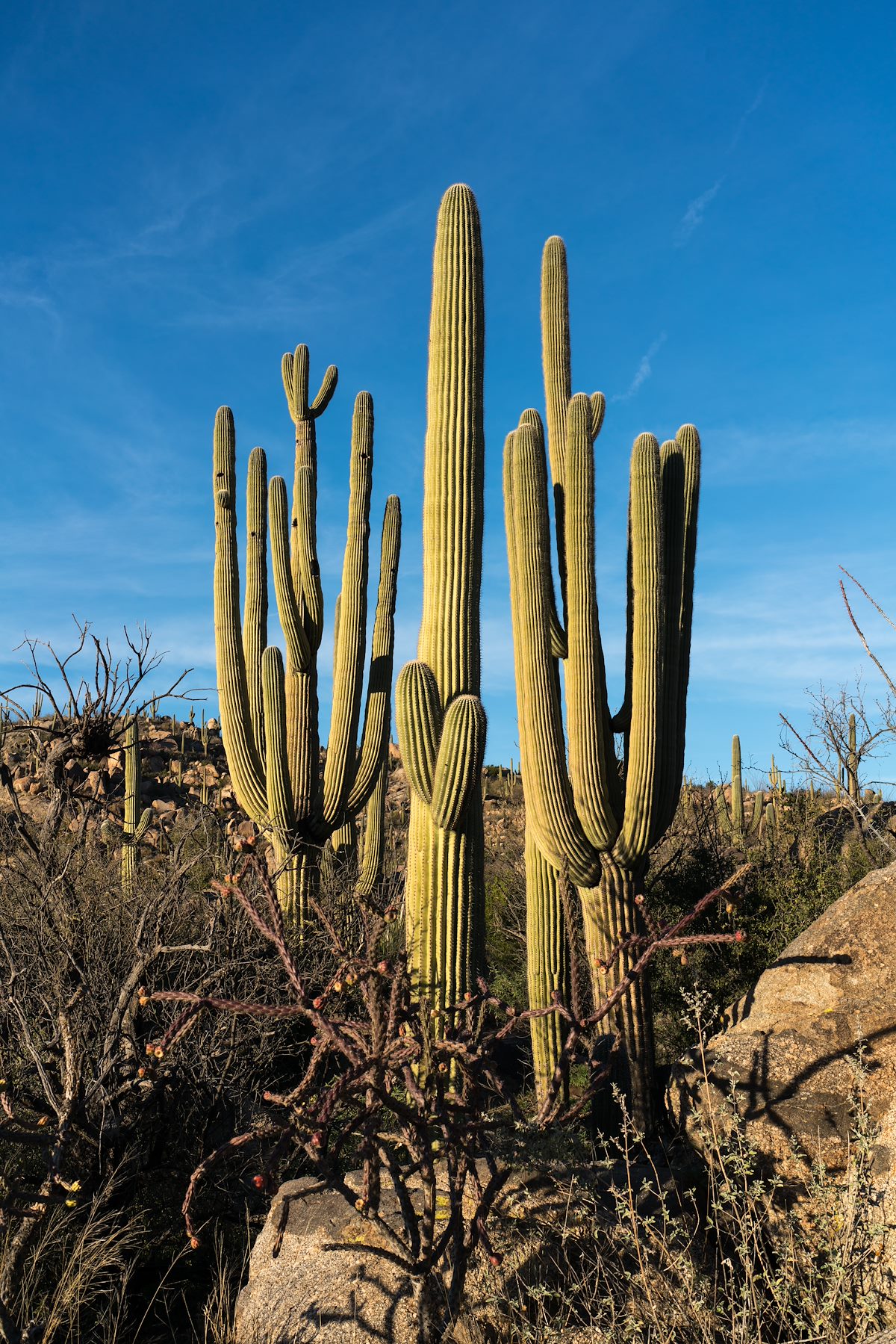 2016 February Saguaros off the Baby Jesus Trail 02