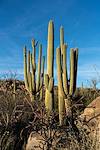 2016 February Saguaros off the Baby Jesus Trail 02