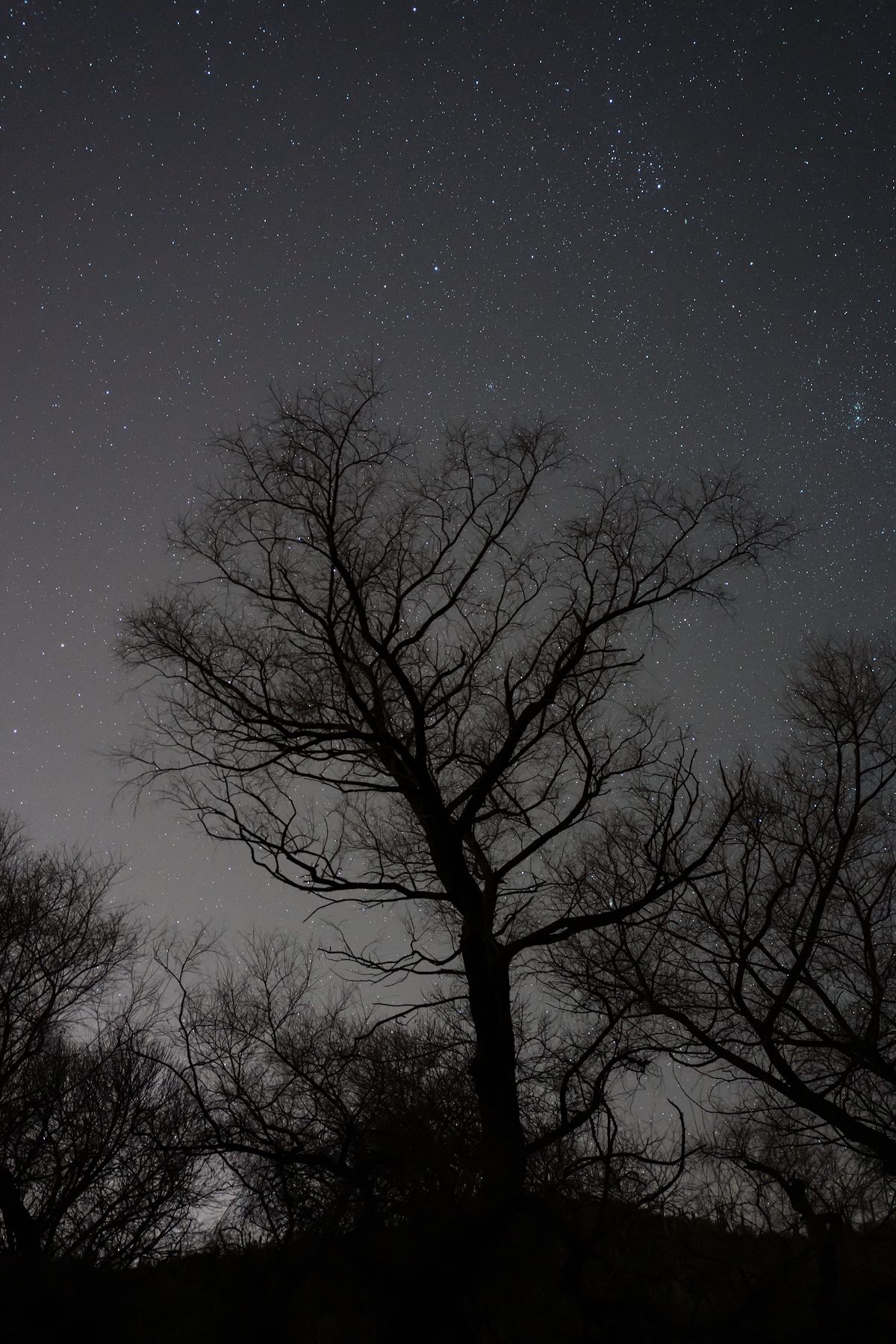2016 February Tree above the Sabino Canyon Lake