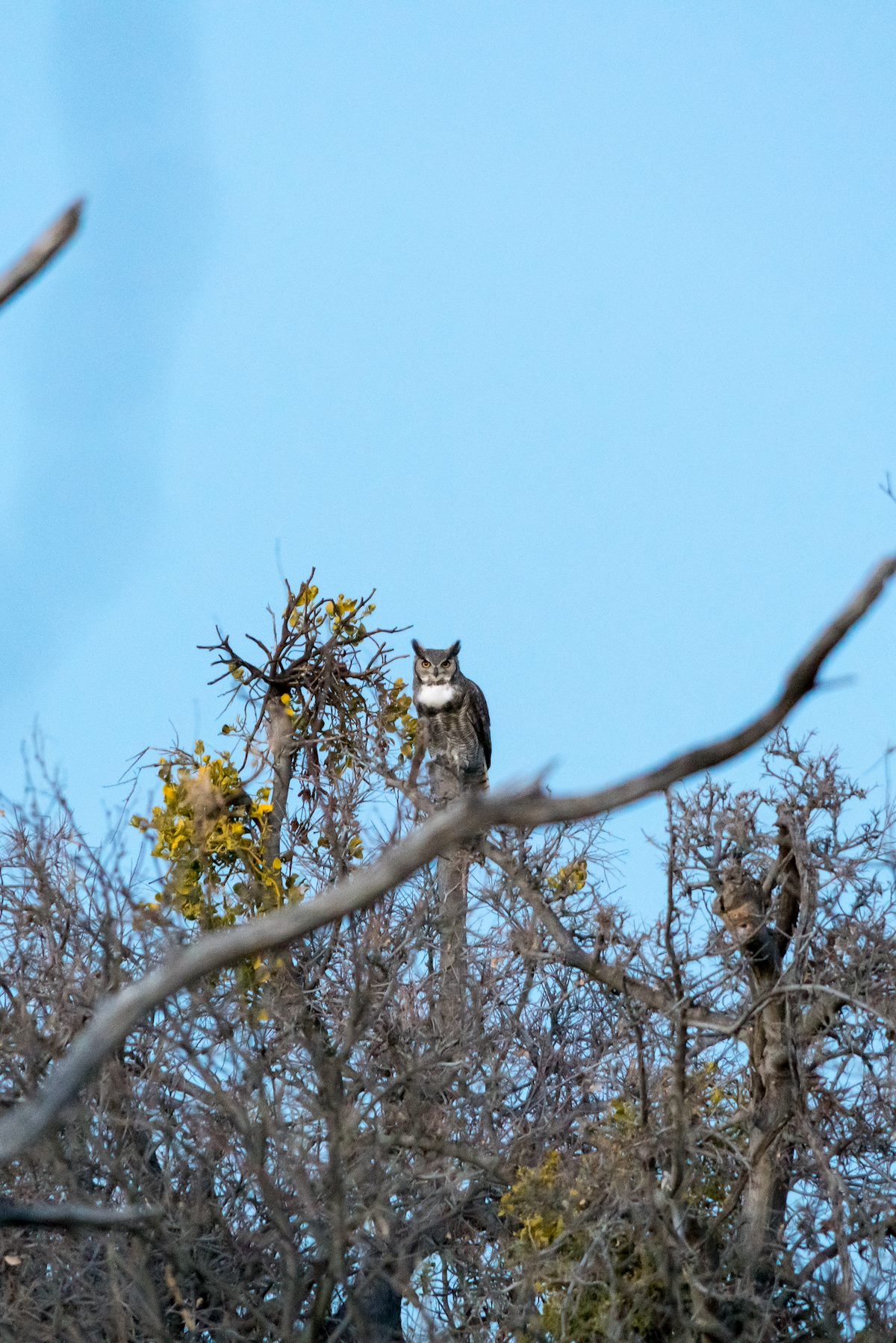 2016 January Great Horned Owl from the Birding Trail in Catalina State Park