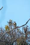 2016 January Great Horned Owl from the Birding Trail in Catalina State Park