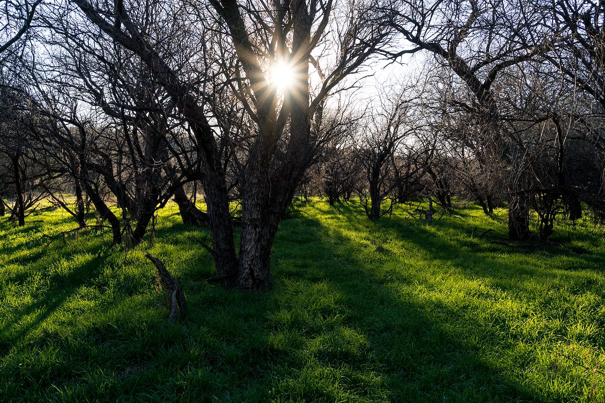 2016 January Mesquite Bosque on the Birding Trail in Catalina State Park