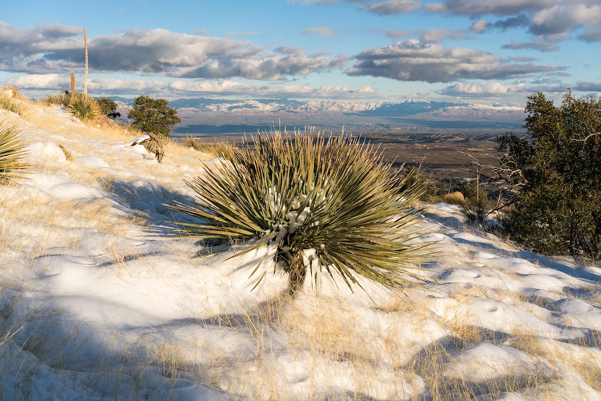2016 January Near Point 5466 off the Oracle Ridge Trail