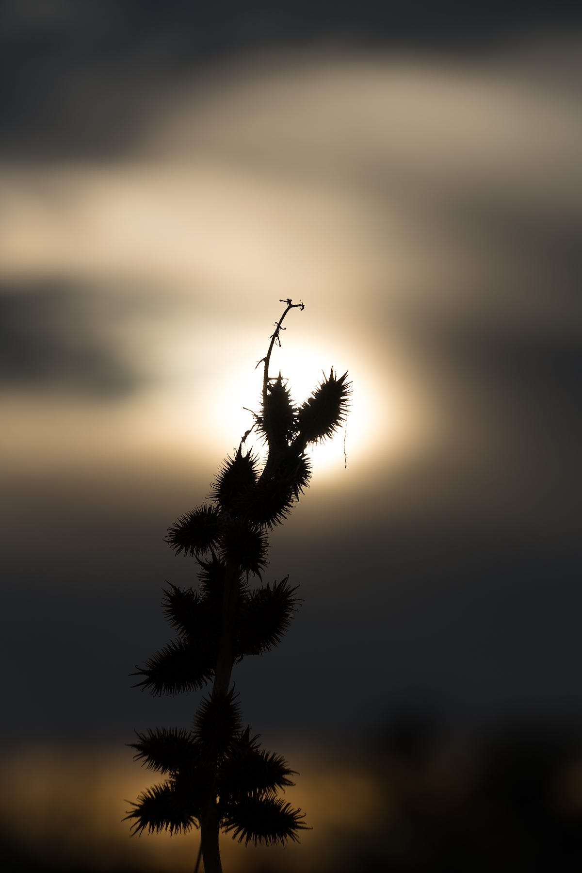 2016 January Rough Cockle Bur in the light