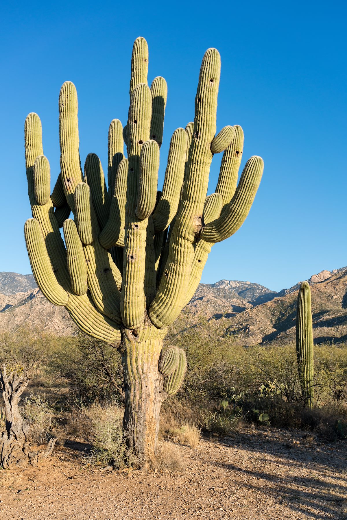2016 January Saguaro off the Romero Ruin Trail