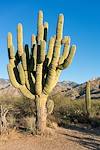 2016 January Saguaro off the Romero Ruin Trail