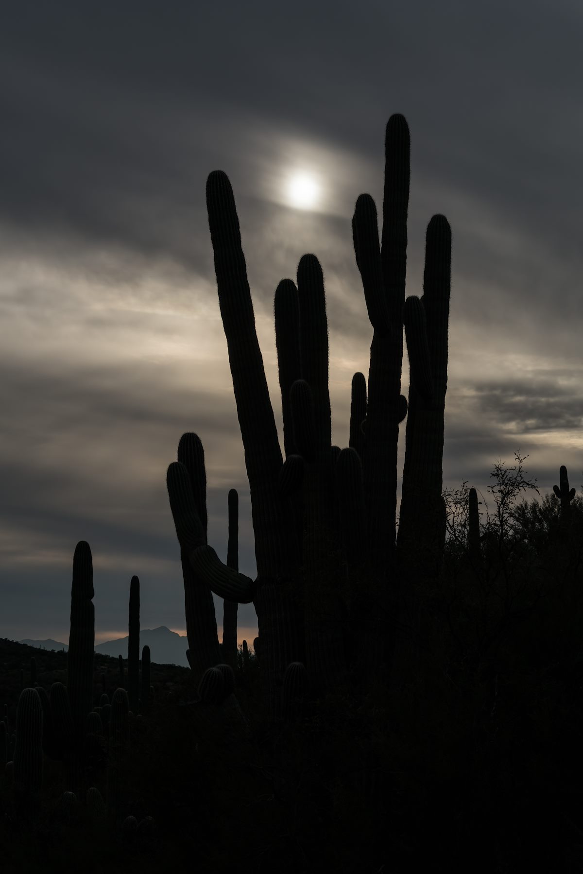 2016 January Saguaro on the Nature Trail