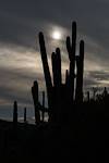 2016 January Saguaro on the Nature Trail