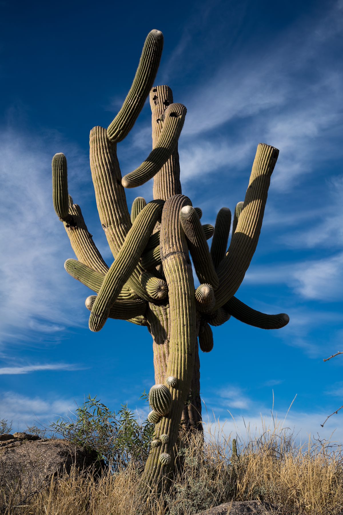 2016 January Saguaro