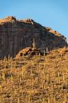 2016 January Saguaros above Pontatoc Canyon