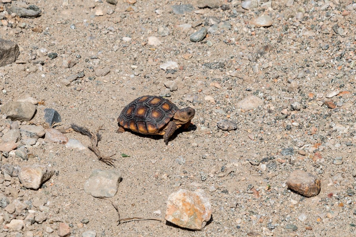2016 July Baby Desert Tortoise 01