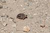 2016 July Baby Desert Tortoise 01