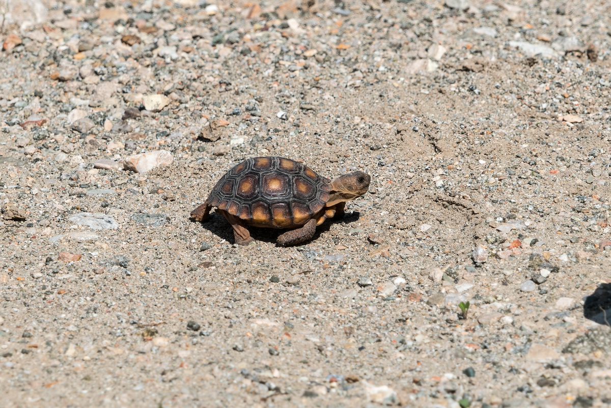 2016 July Baby Desert Tortoise 02