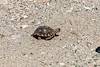 2016 July Baby Desert Tortoise 02