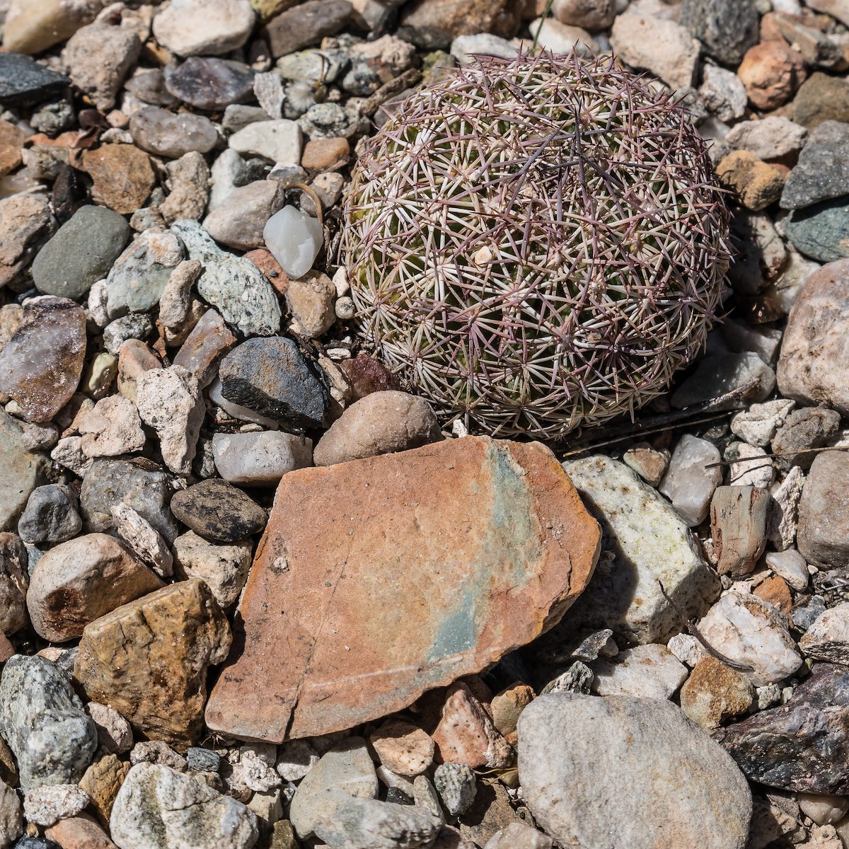 2016 July Cactus and Stone off the Black Hills Mine Road