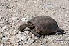 2016 July Desert Tortoise