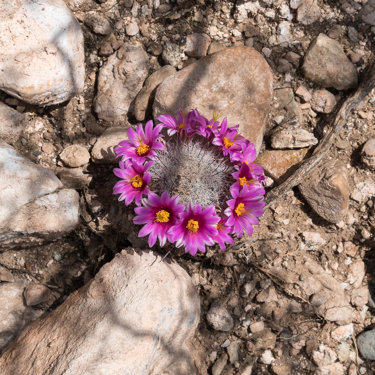 2016 July Graham's Nipple Cactus