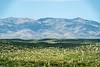 2016 July Hill and the Santa Catalina Mountains from Black Hills Mine Road