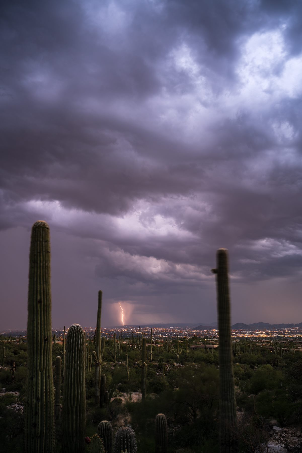 2016 July Lightning and Swaying Saguaro from the Pima Canyon Trail
