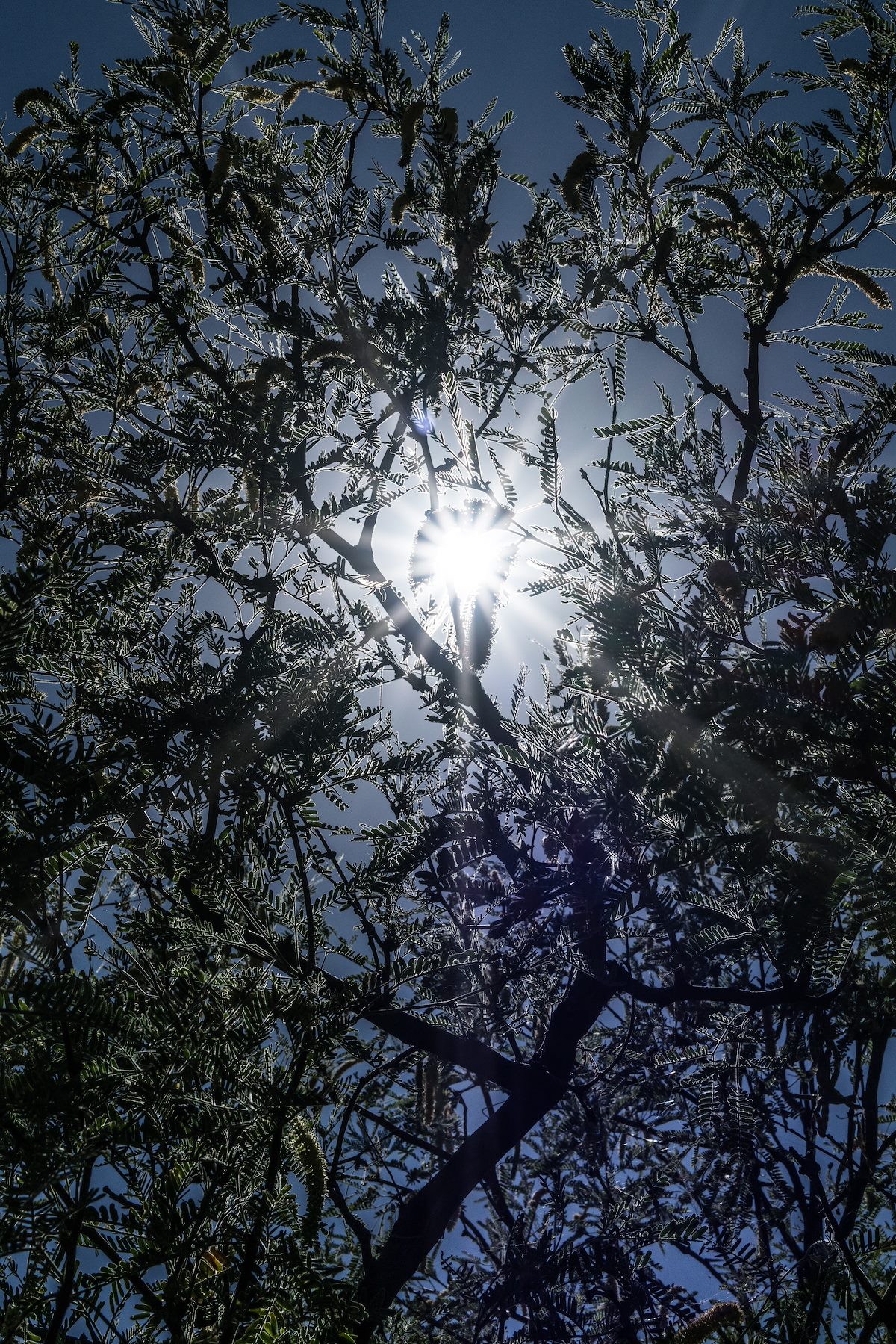2016 July Mesquite and Sun off the Control Road