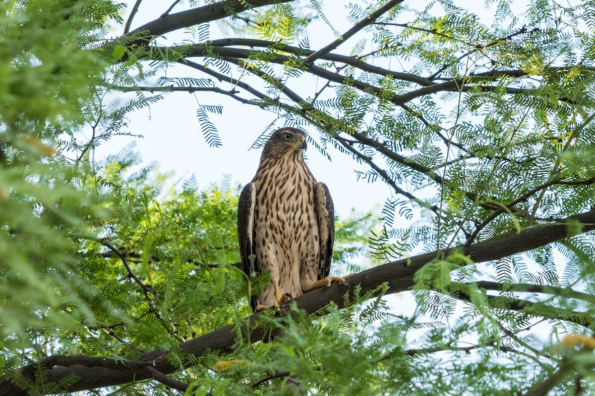 2016 July Neighborhood Coopers Hawk