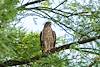 2016 July Neighborhood Coopers Hawk