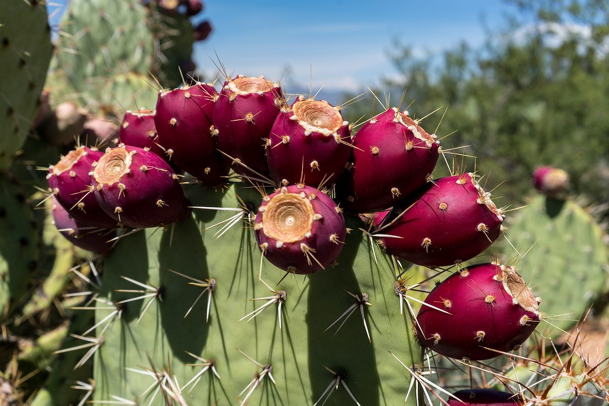 2016 July Prickly Pear Fruit