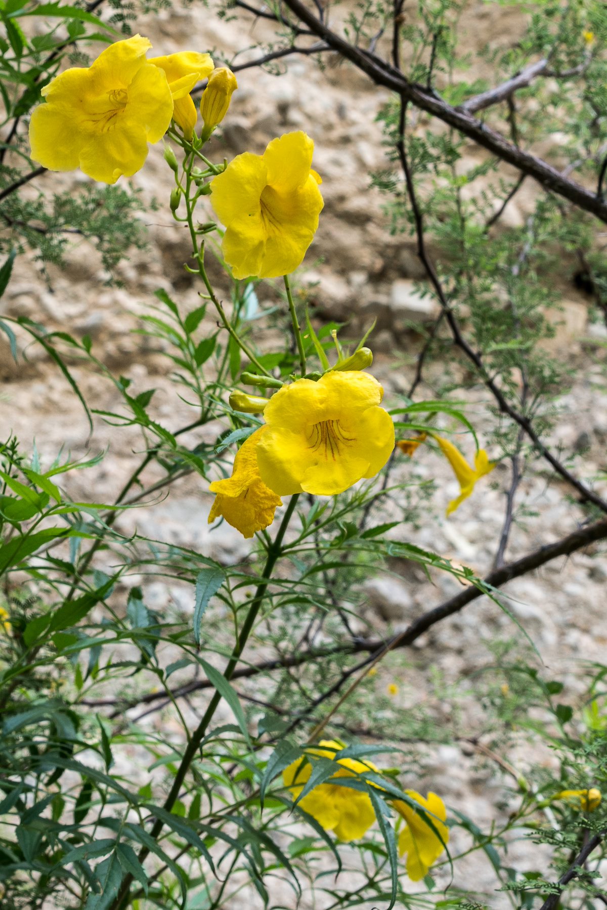 2016 July Yellow Trumpetbush