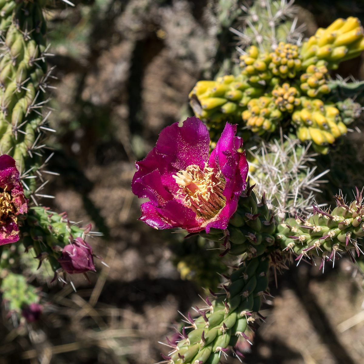 2016 June Cholla Near Ray Spring
