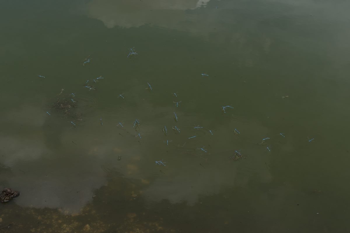 2016 June Damselflies on White Tank off Redington Road