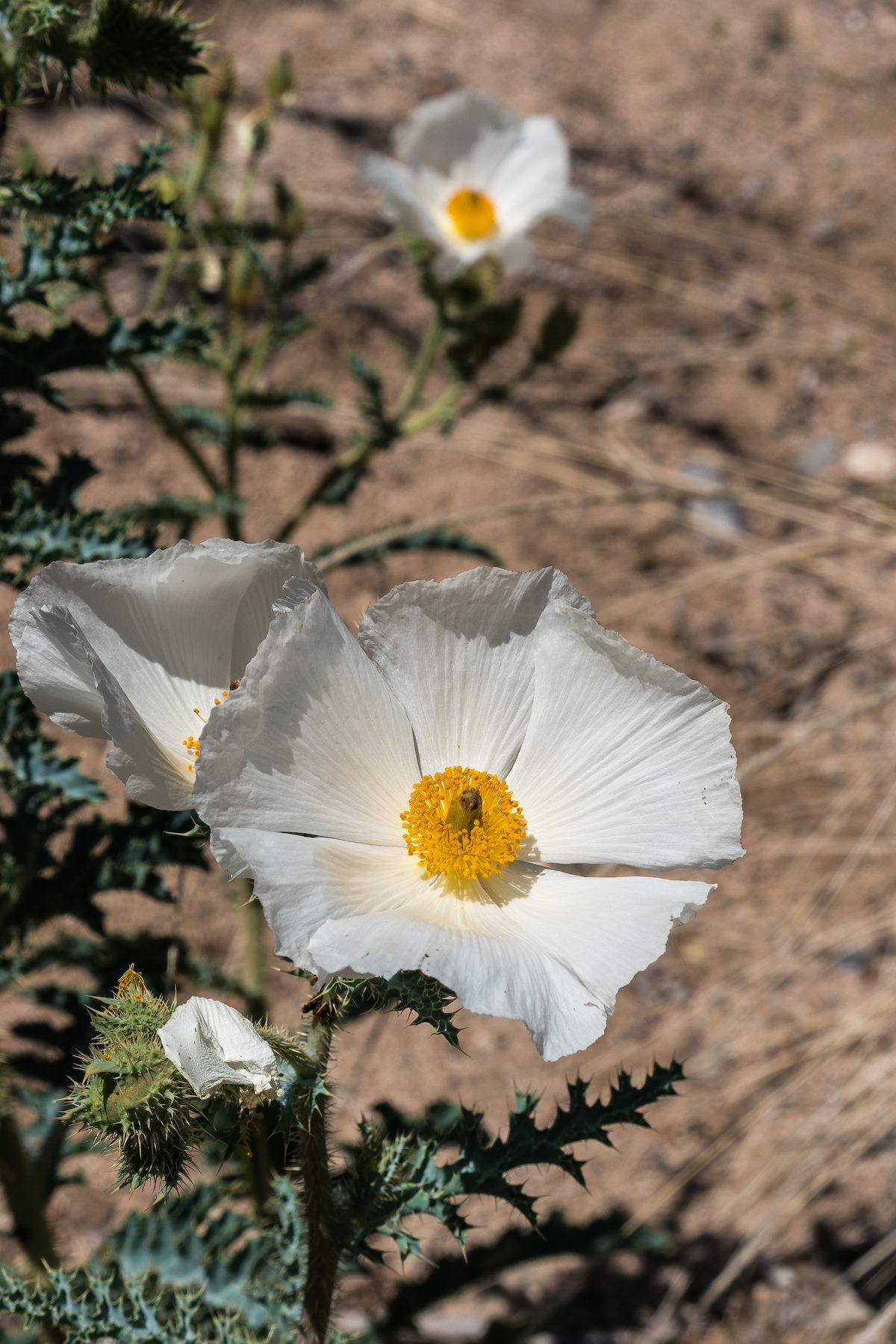 2016 June Fried Egg near Ray Spring