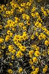 2016 March Brittlebush
