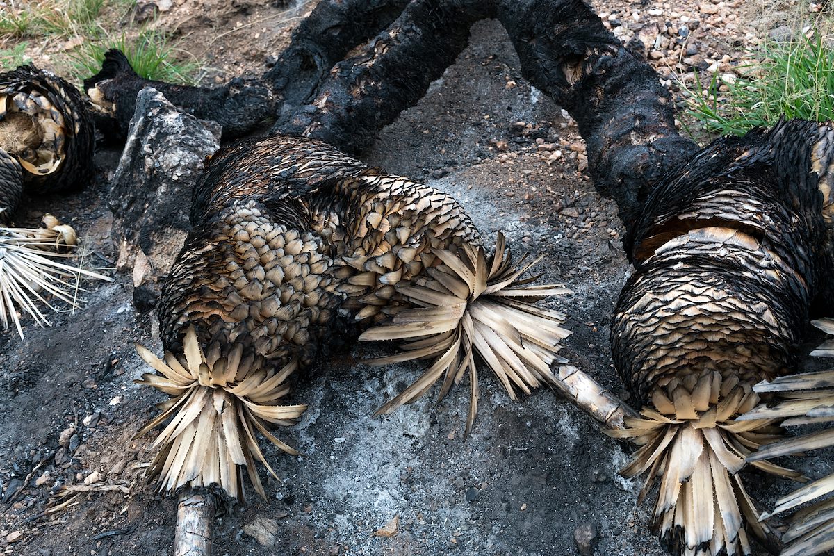 2016 March Burn on the Pontatoc Canyon Trail