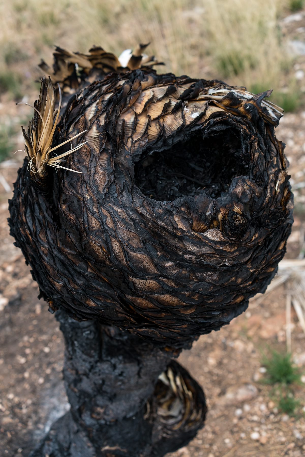 2016 March Burnt Alien Yucca 01