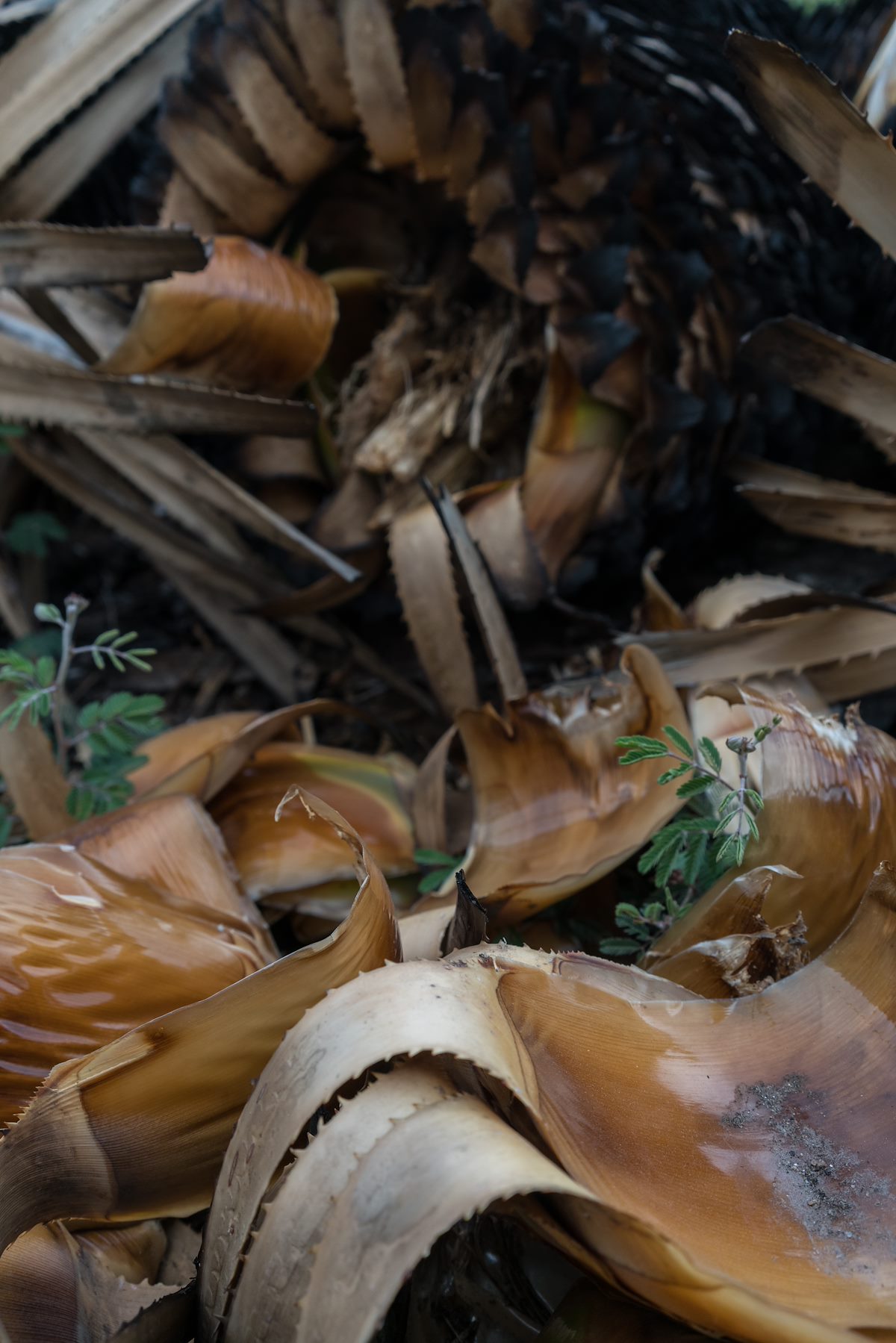 2016 March Burnt and Fallen 01