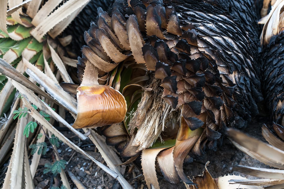 2016 March Burnt and Fallen 02