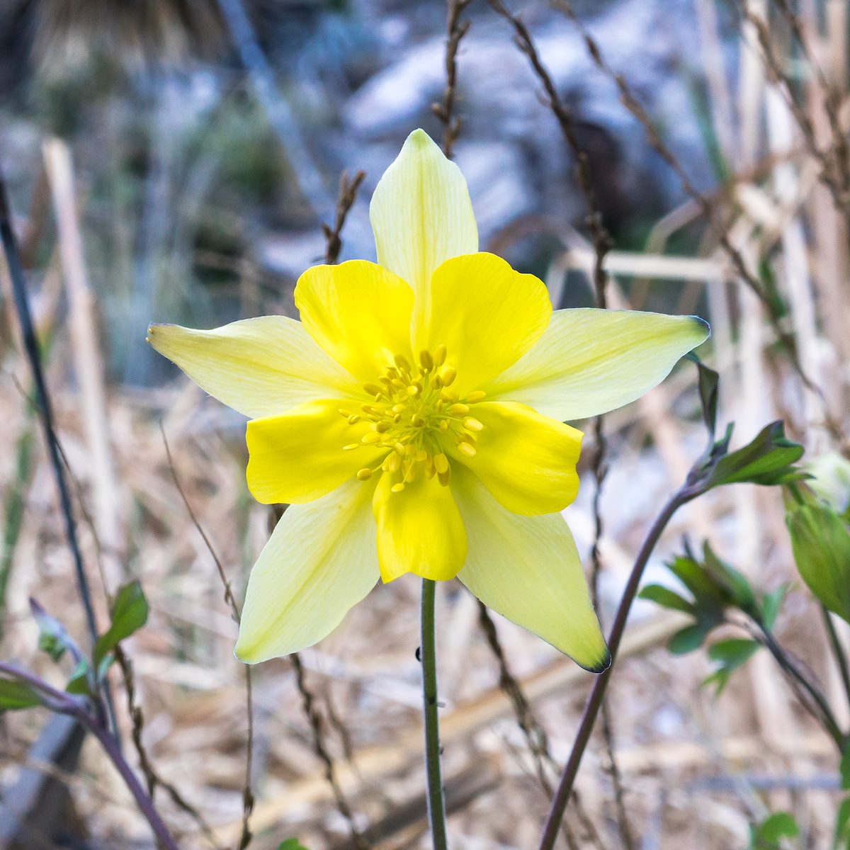 2016 March Columbine