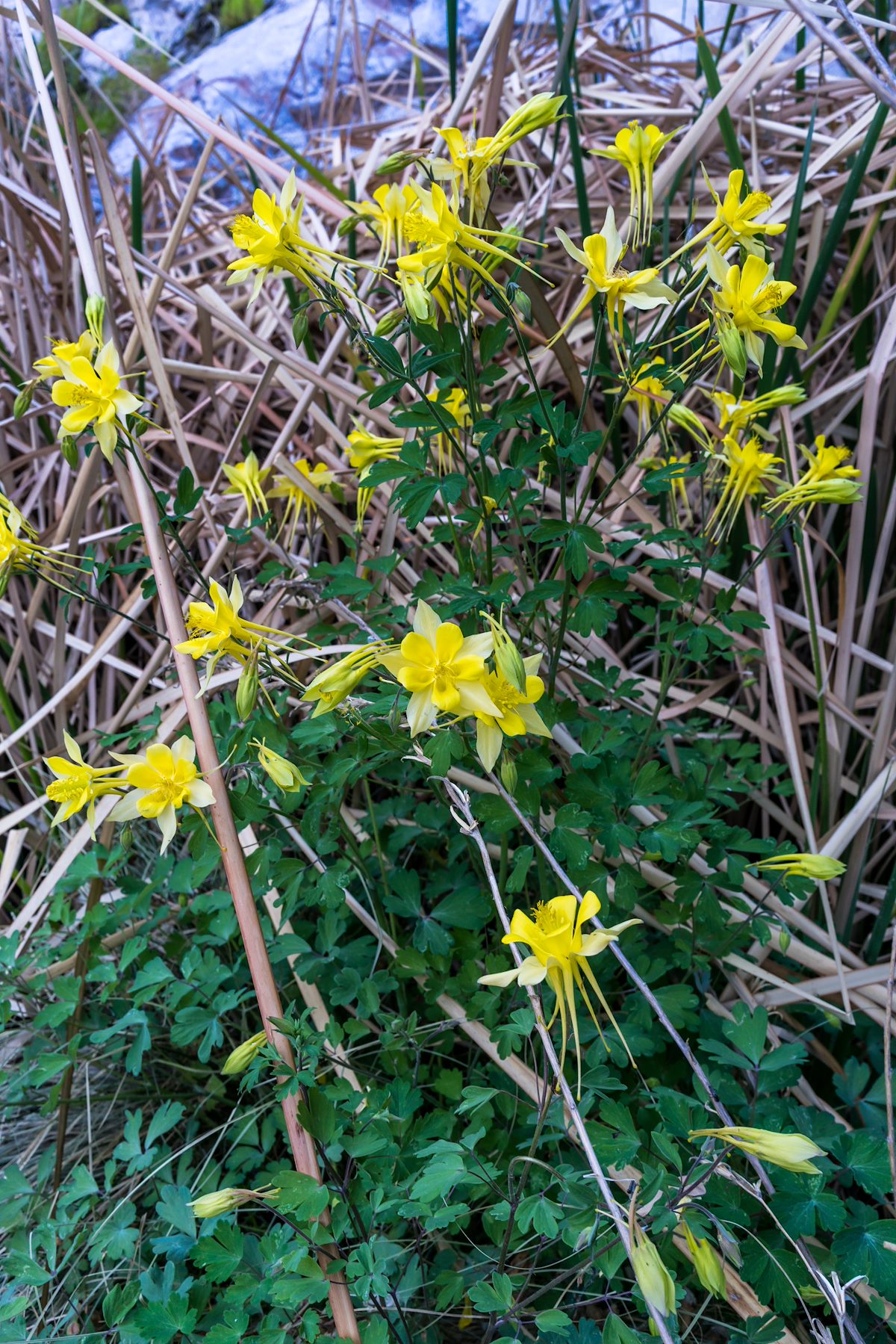 2016 March Columbines in Ventana Canyon