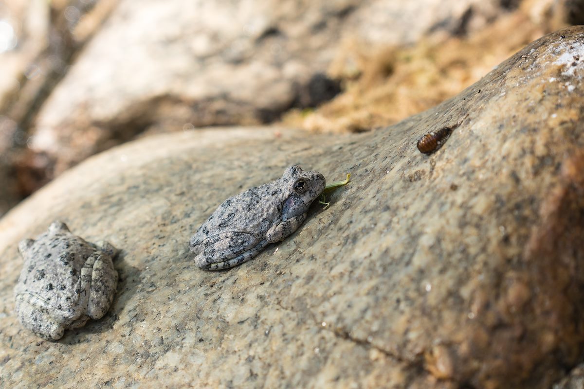 2016 March Dam Dwellers