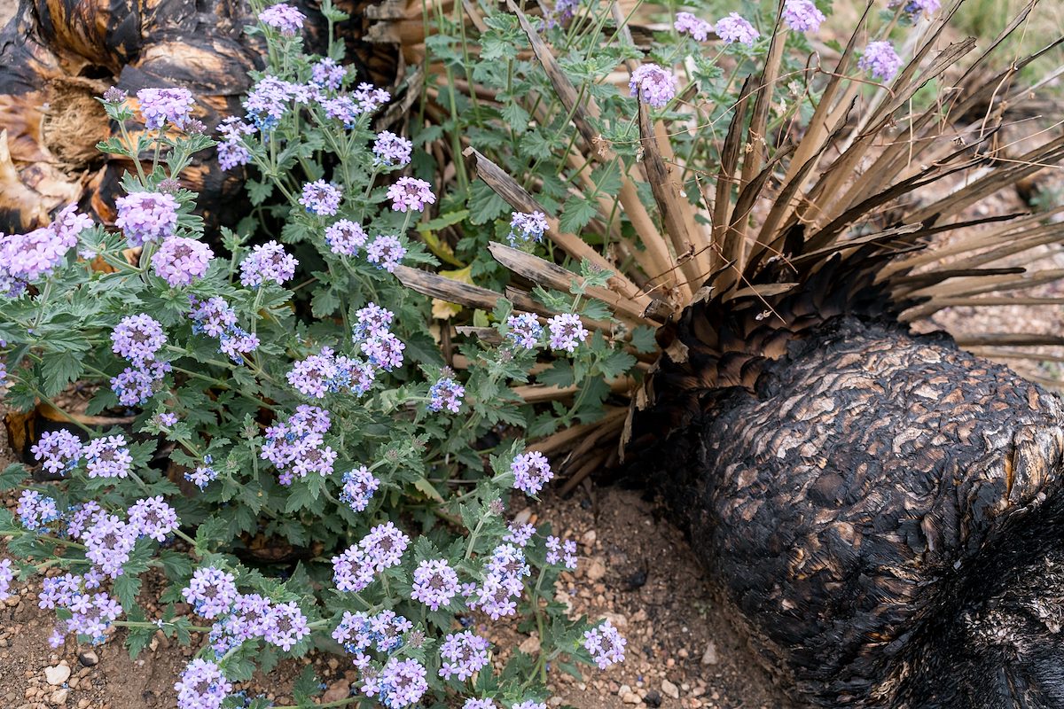 2016 March Fire and Flowers