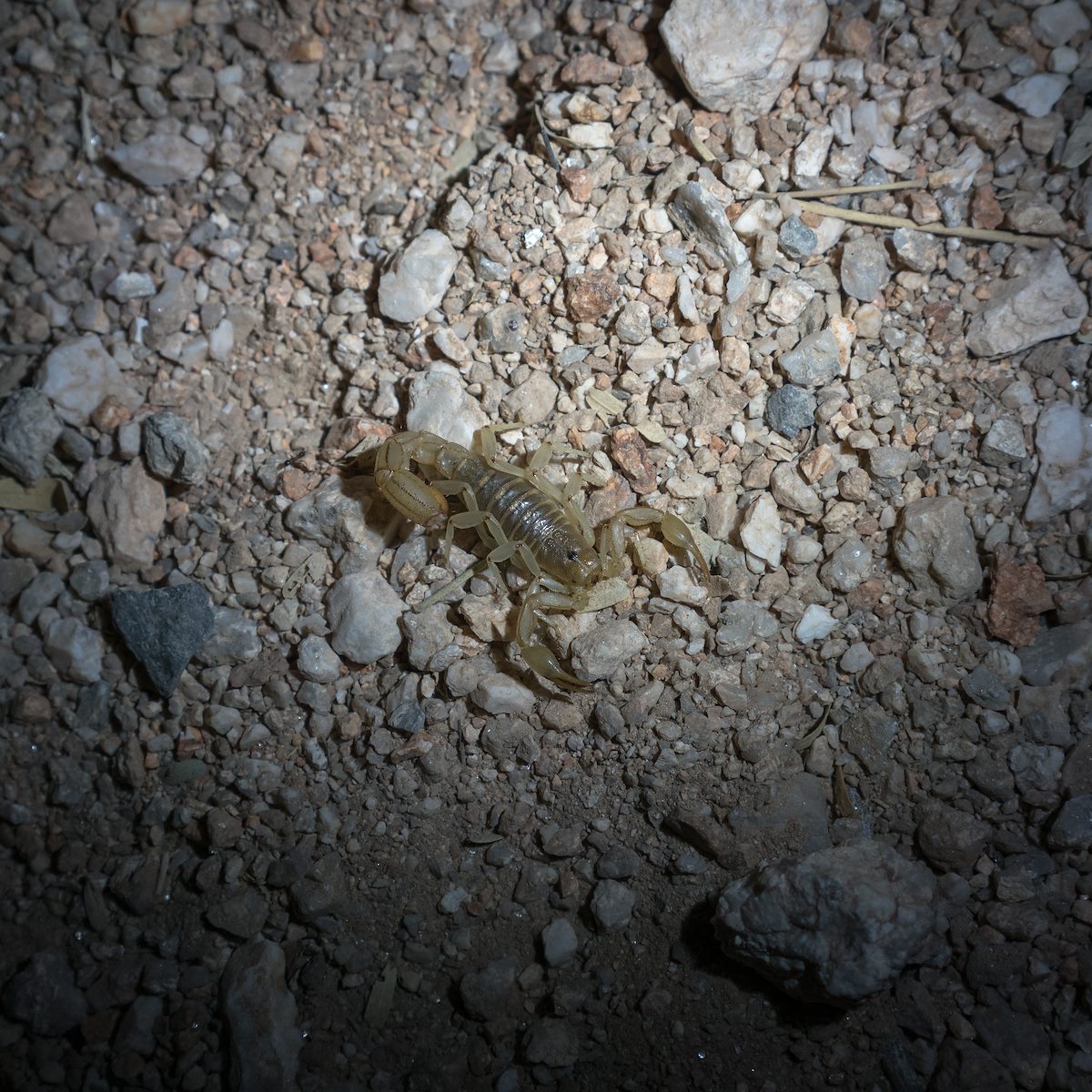 2016 March First Scorpion of the Season